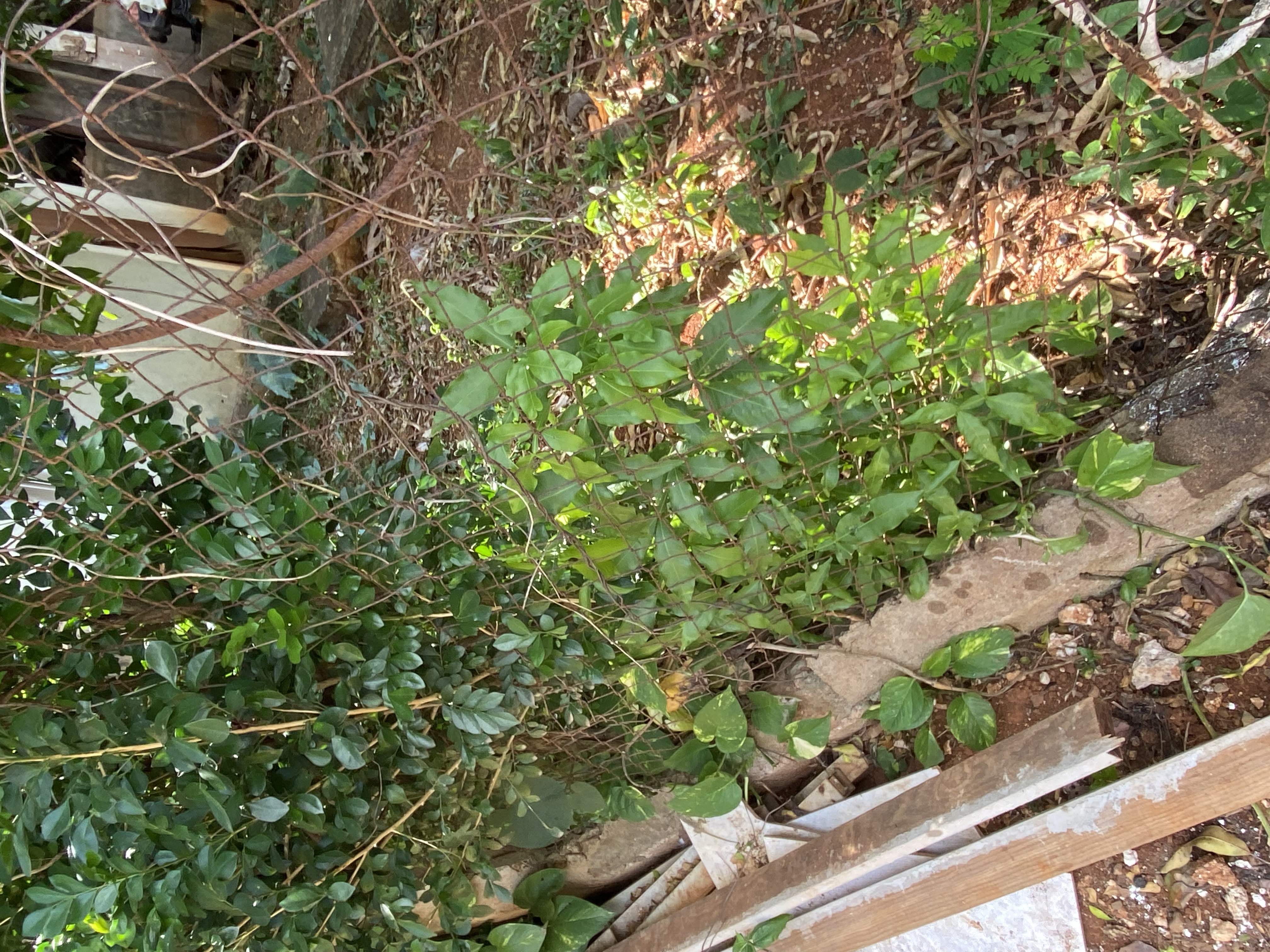 IMG_6716-121622-0245pm