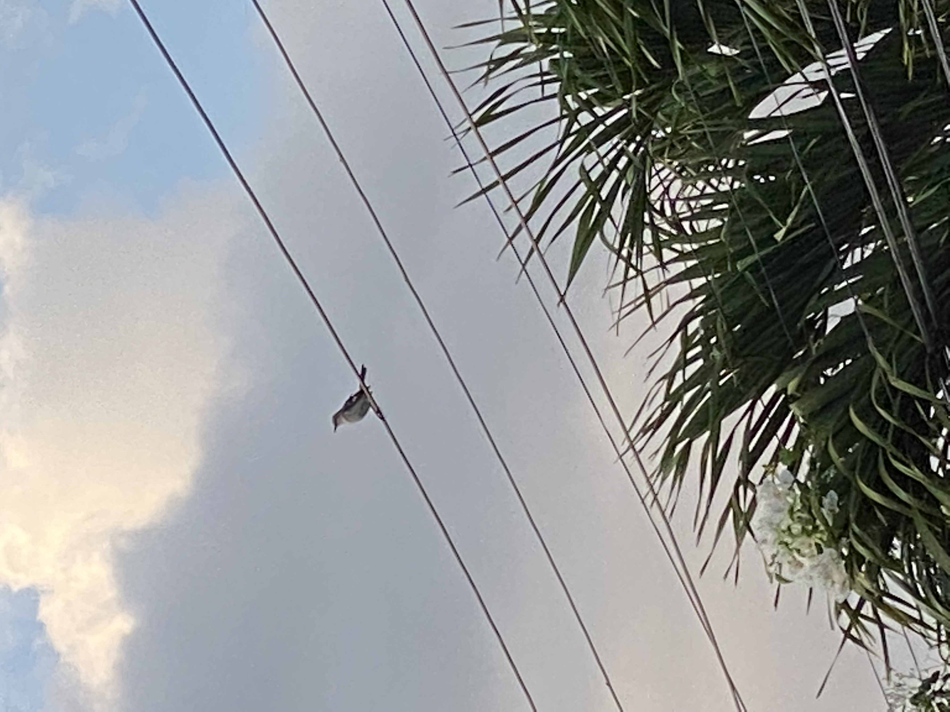 IMG_6749-122522-0510pm