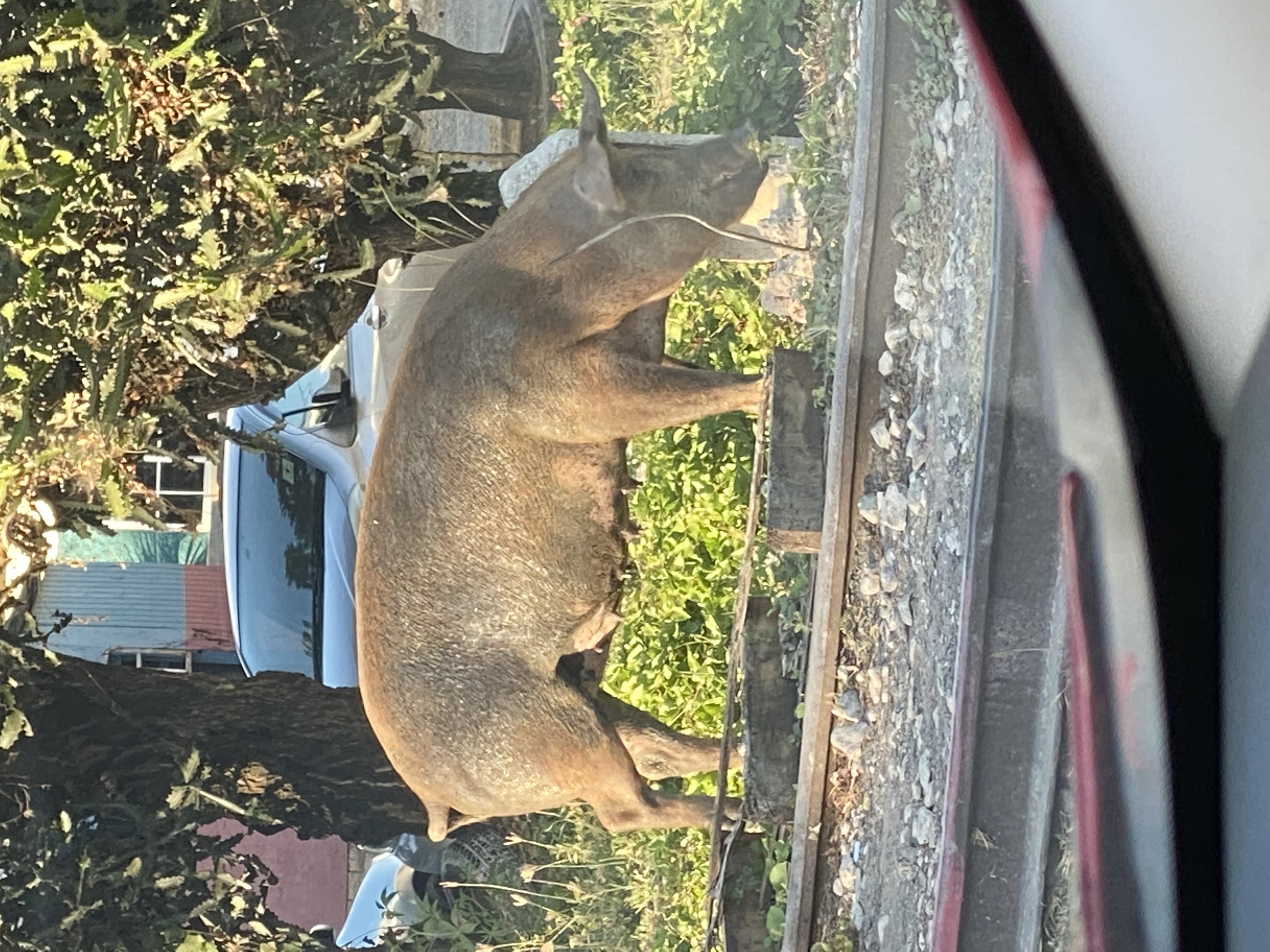 IMG_6752-123022-0430pm