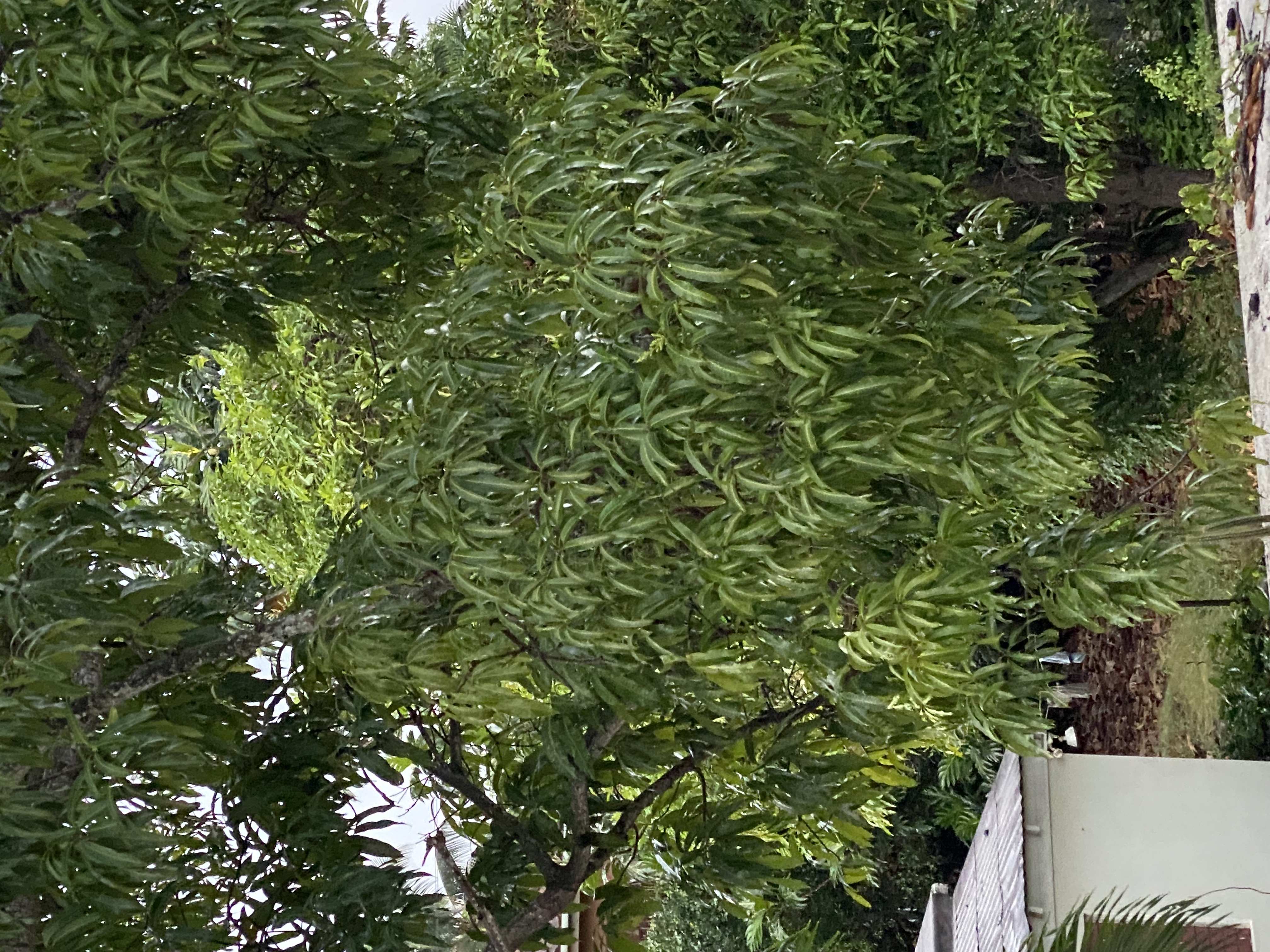 IMG_6867-010823-0550pm